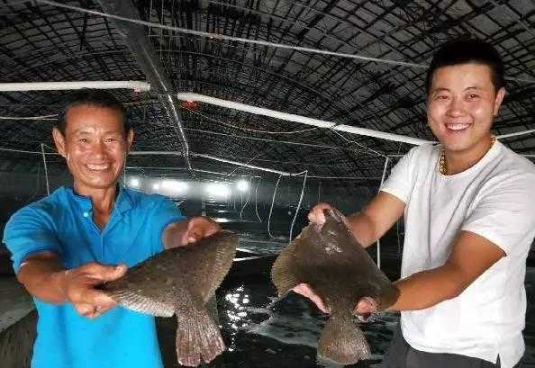 多宝鱼是淡水鱼还是海水鱼