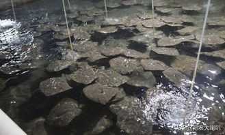 多宝鱼是淡水鱼还是海水鱼