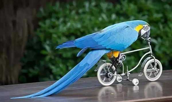 鹦鹉炸毛没精神总是要闭眼睡觉