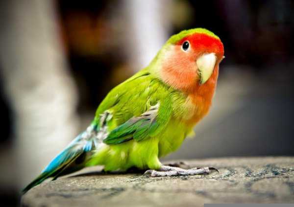 鹦鹉炸毛没精神总是要闭眼睡觉