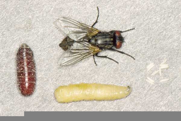 苍蝇是什么变出来的