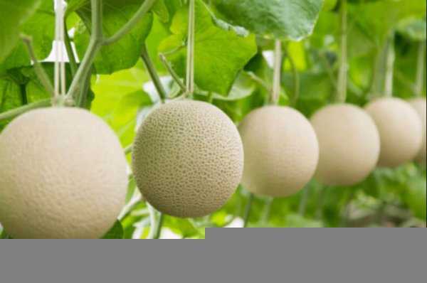 世界上最贵的水果排行榜前十名