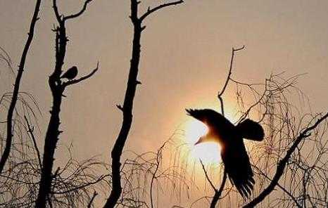 乌鸦的寓意和象征意义