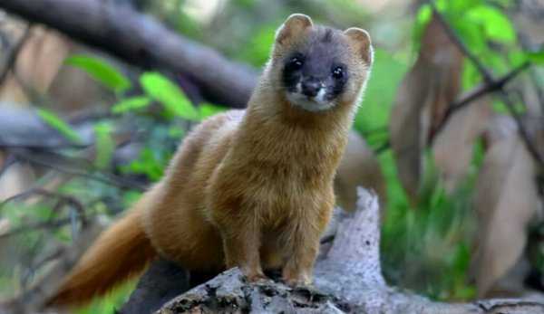 黄皮子讨封是什么意思