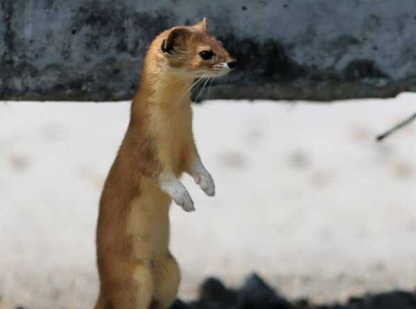 黄皮子讨封是什么意思