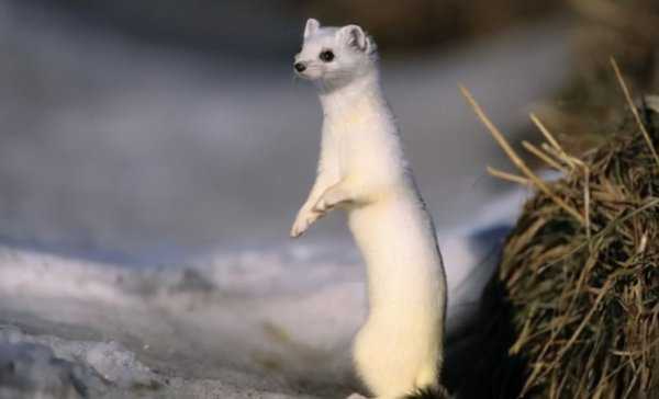 黄皮子讨封是什么意思