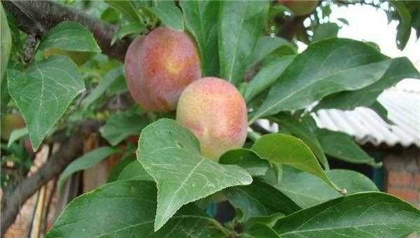 西梅产地在哪里