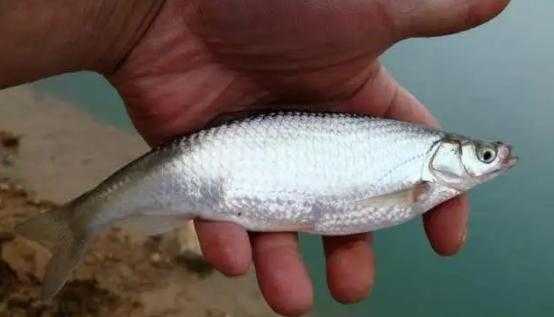 一天中钓白条最好时间