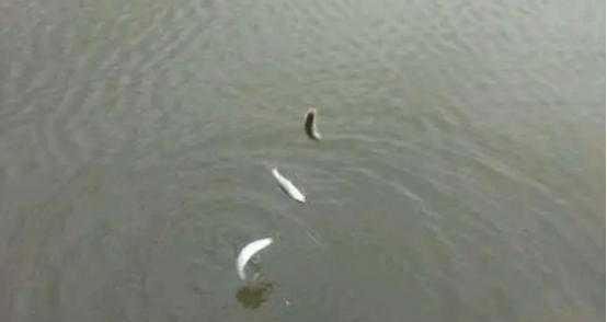 一天中钓白条最好时间