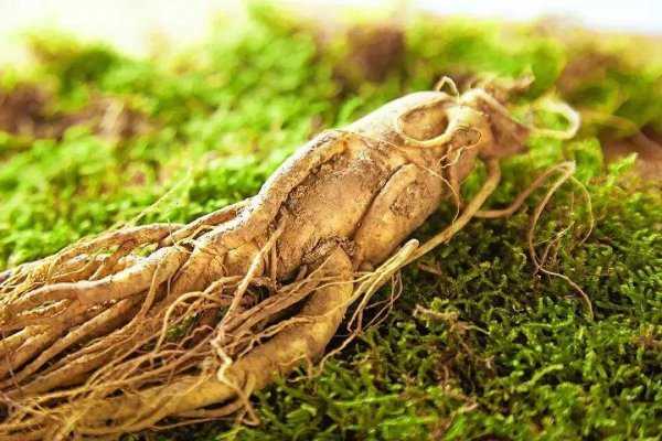 东北三宝是哪三宝