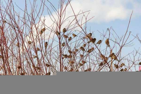 麻将的由来和历史简短