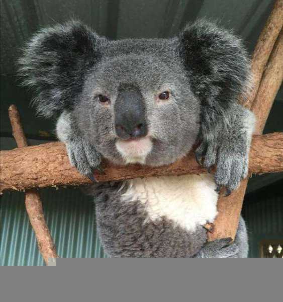 考拉是什么动物的别称