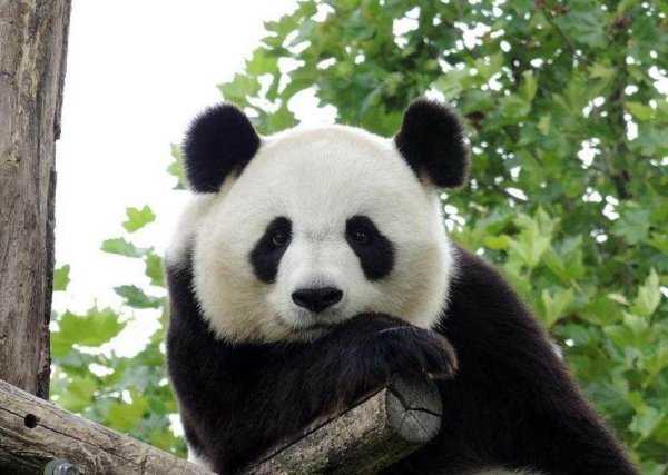 考拉是什么动物的别称