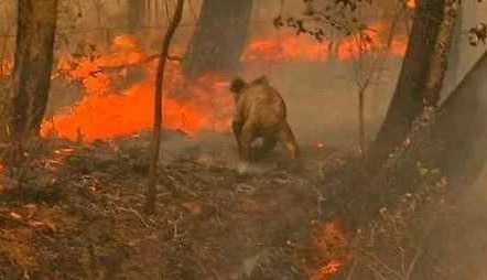 考拉是什么动物的别称