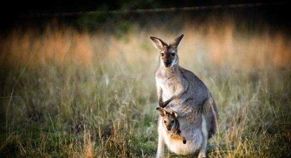 考拉是哪个国家的动物