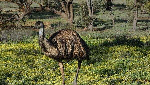 考拉是哪个国家的动物