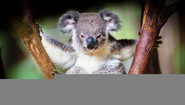 考拉是哪个国家的动物