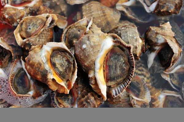 海螺煮多长时间最合适