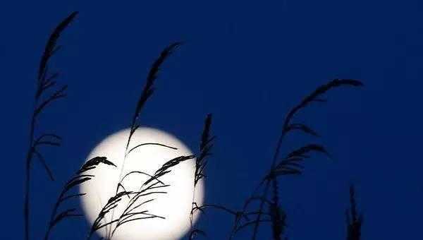 月是故乡明出自哪一首诗句