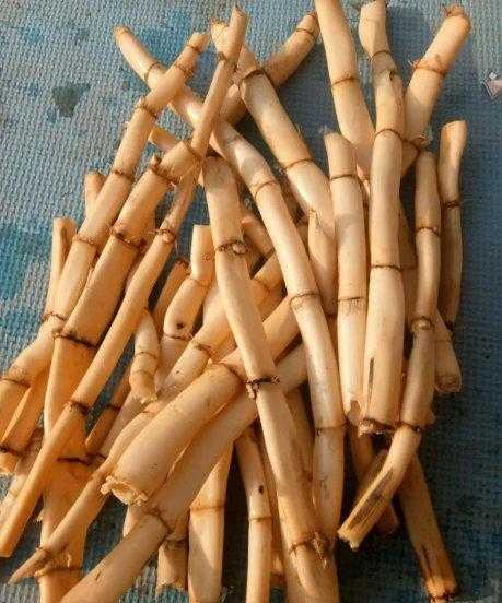芦根是什么植物的根图片