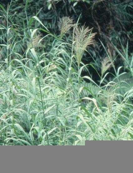 芦根是什么植物的根图片