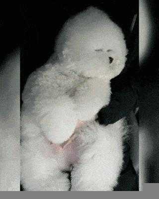 比熊怎样算是认主人了