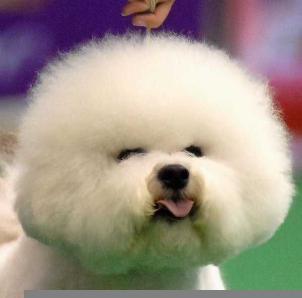 比熊怎样算是认主人了