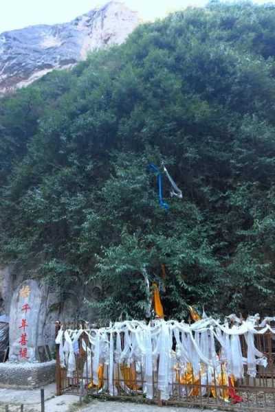 中国树木寿命排行榜