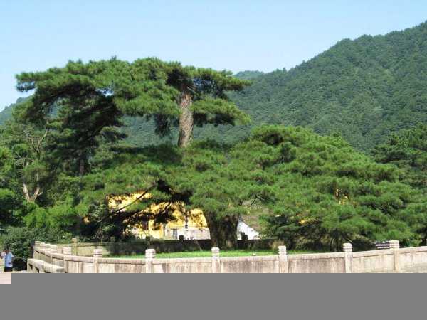 中国树木寿命排行榜