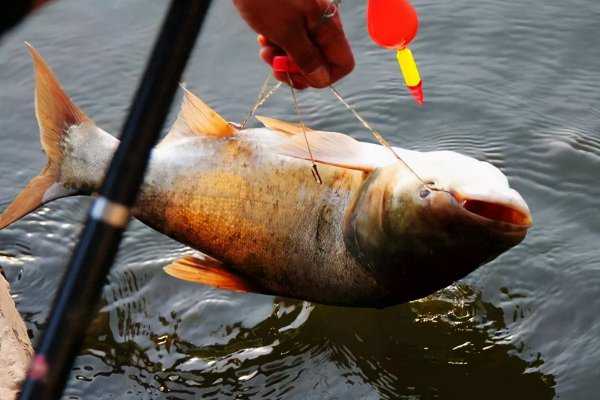 水深6一7米钓鲢鳙应该钓多深