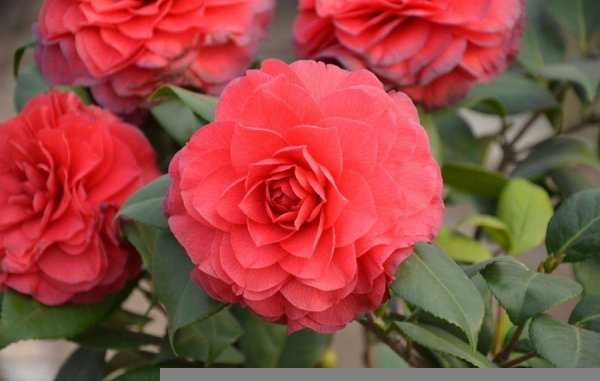 各种红色的花有哪些