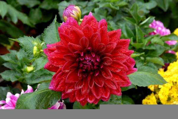 各种红色的花有哪些