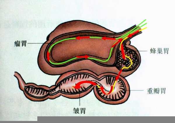 牛的四个胃分别叫什么