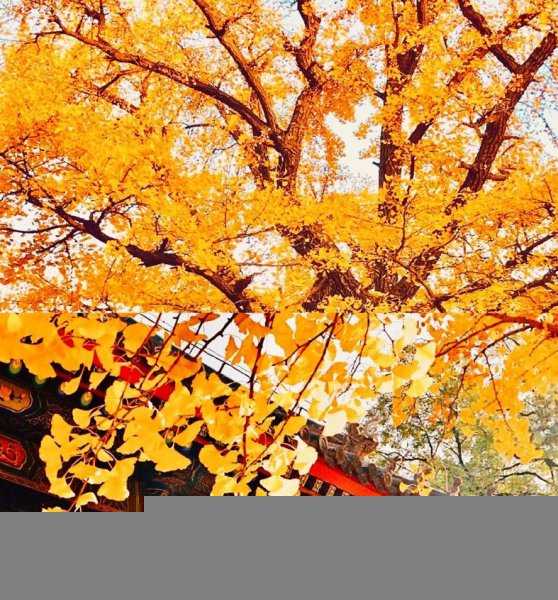 北京红螺寺太灵了