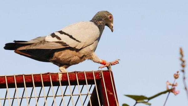 信鸽怎么知道往哪飞送信