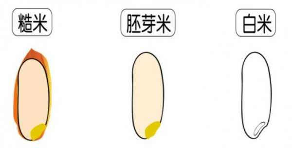 胚芽米和大米的区别