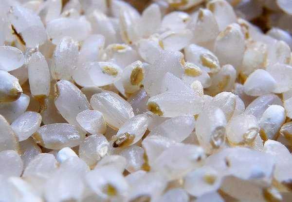 胚芽米和大米的区别