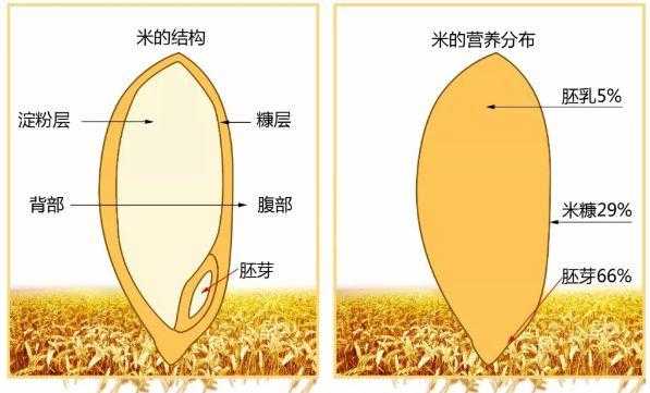 胚芽米和大米的区别