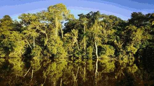 地球之肺是指什么