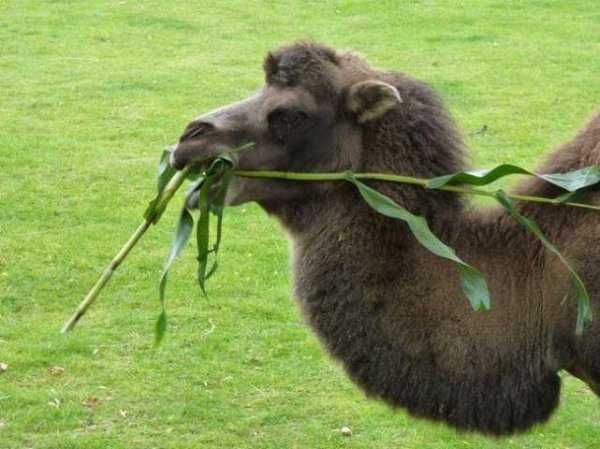 骆驼只有双峰骆驼一种对吗