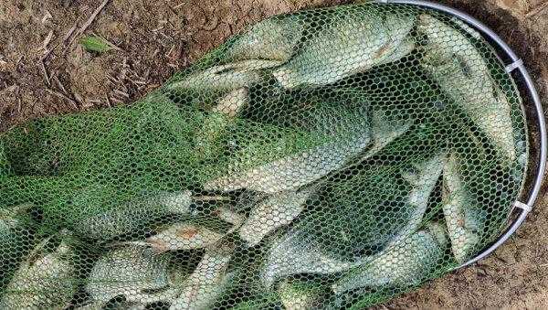 初夏钓鲫鱼钓深水还是浅水