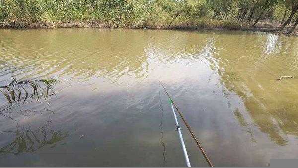 初夏钓鲫鱼钓深水还是浅水