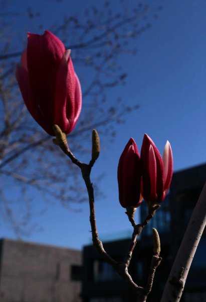 门前最旺风水的树