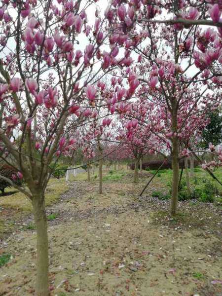 门前最旺风水的树