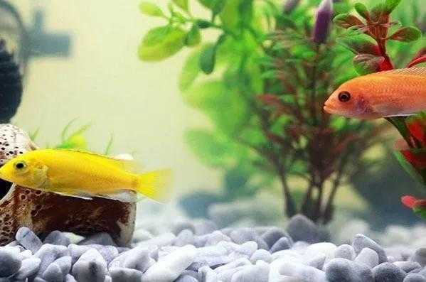 鱼缸正对入户门聚财还是漏财