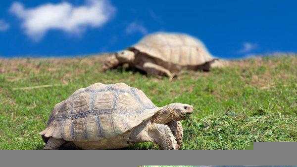 养乌龟的寓意和象征