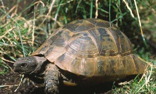 养乌龟的寓意和象征