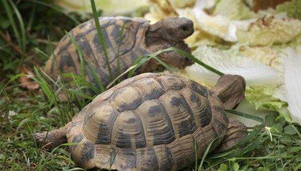 养乌龟的寓意和象征