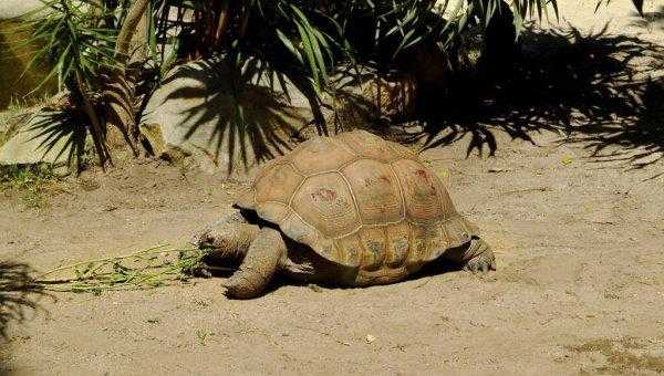 养乌龟的寓意和象征