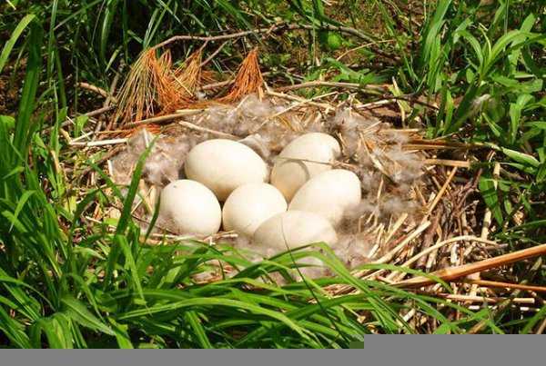 一个鹅蛋等于几个鸡蛋